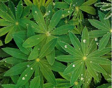 Na een koude nacht worden er kleine waterdruppels gevormd op planten.