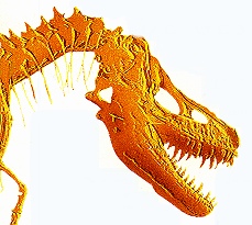 Fossiel uit een vroegere periode: Tarbosaurus bataar, een dinosauriër uit het Krijt.