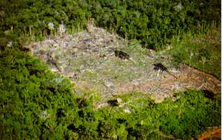 Elk jaar wordt een deel van de tropische regenwouden ter grootte van IJsland gekapt en verbrand om het vee te laten grazen, vooral in het Braziliaanse Amazonegebied.