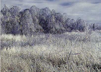 IJzel op bomen en gras. Het lijkt wel een schilderij in glas.