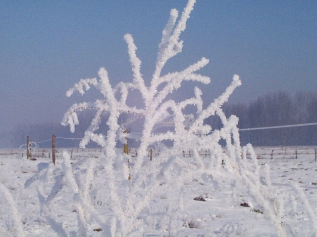 In België komt rijp in de winter ook vrij dikwijls voor. Ook de januari '99 hadden we enkele dagen achter mekaar met vorming van rijp.